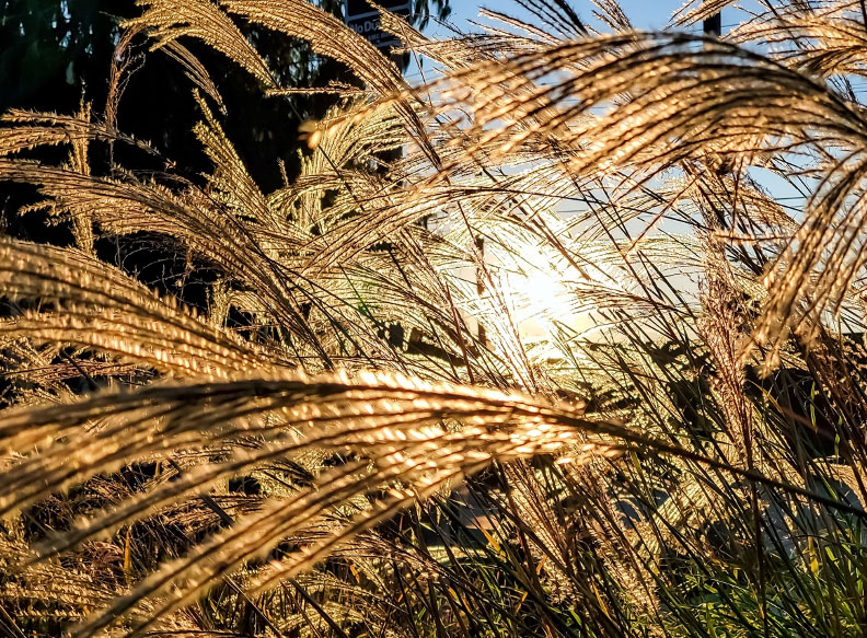 The California Detox Difference: Transforming Recovery